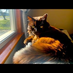 Meet your Posher, Svetla